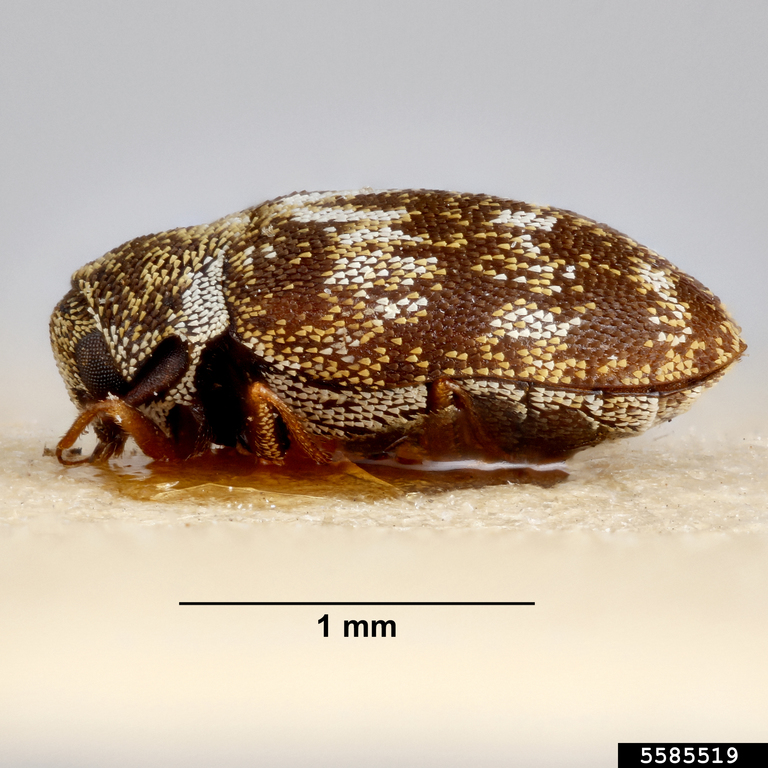Carpet beetle (Anthrenus polonicus)