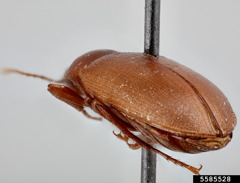 Darkling beetle (Chilometopon pallidum)