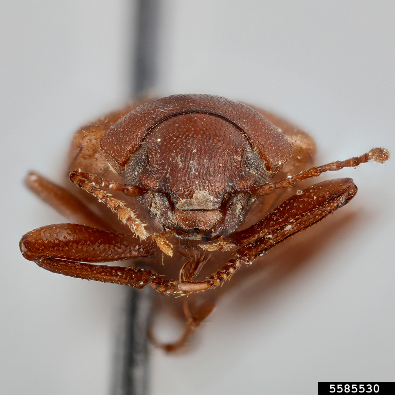Darkling beetle (Chilometopon pallidum)