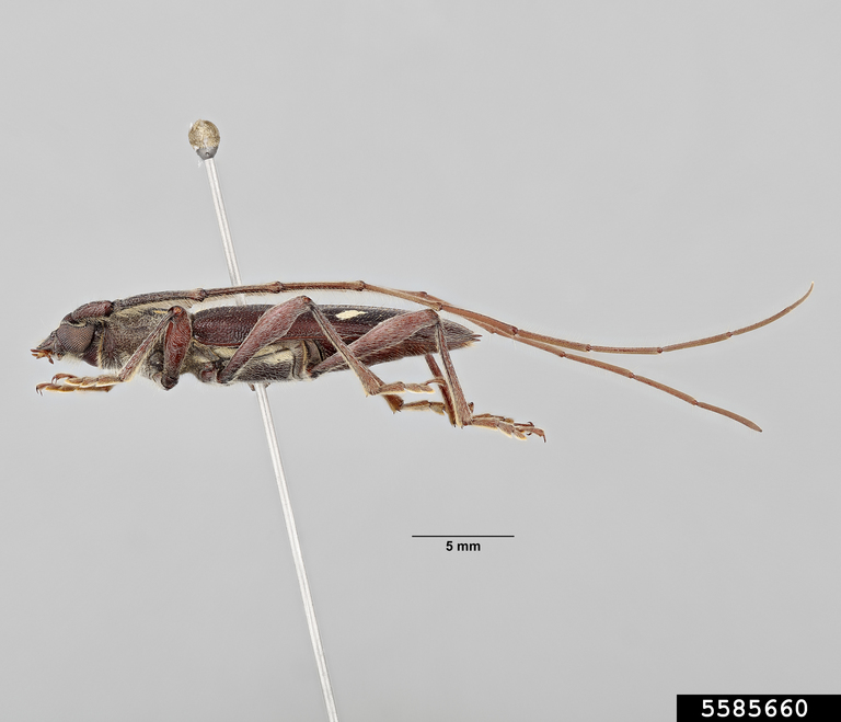 Longhorn beetle (Ambonus interrogationis (Blanchard, 1847))