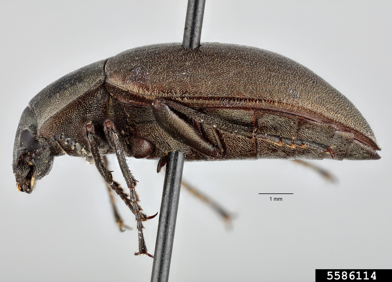 Darkling beetle (Lobometopon fusiforme ssp. fusiforme)