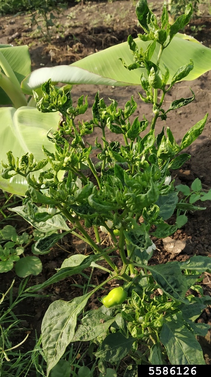 Tobacco Leaf Curl Virus (TLCV) (Begomovirus Tobacco Leaf Curl Virus)