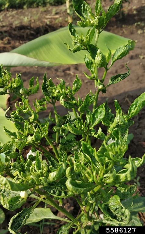 leaf curl of tobacco Tobacco Leaf Curl Virus (TLCV) (Begomovirus Tobacco Leaf Curl Virus)