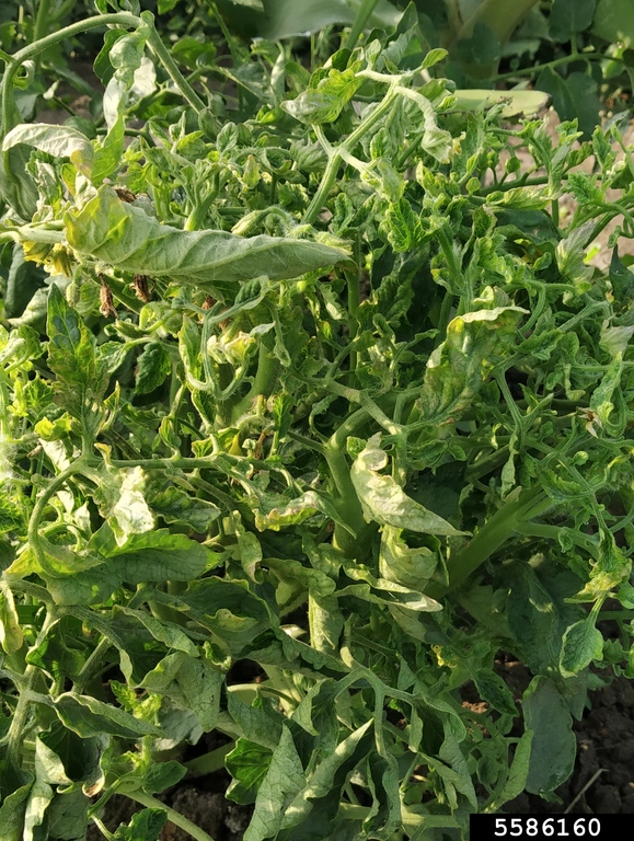 tomato yellow leaf curl virus (TYLCV) (Begomovirus Tomato yellow leaf