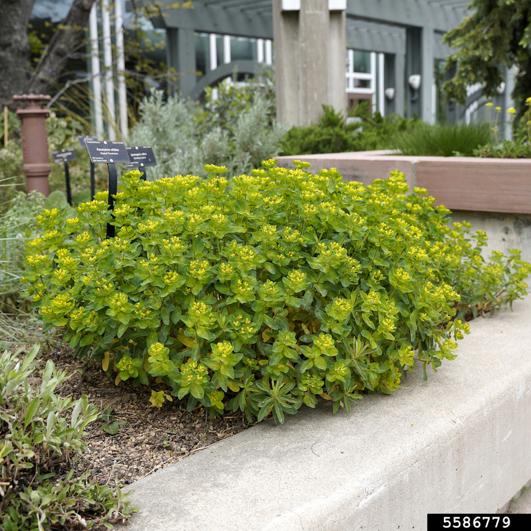 cushion spurge, Euphorbia epithymoides (Euphorbiales Euphorbiaceae