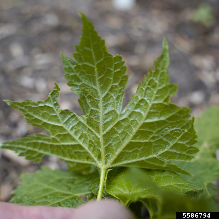 Japanese wood poppy (Glaucidium palmatum)