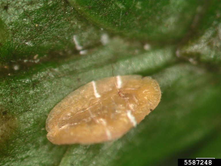 fletcher scale (Parthenolecanium fletcheri (Cockerell))