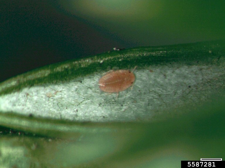 fletcher scale (Parthenolecanium fletcheri (Cockerell))