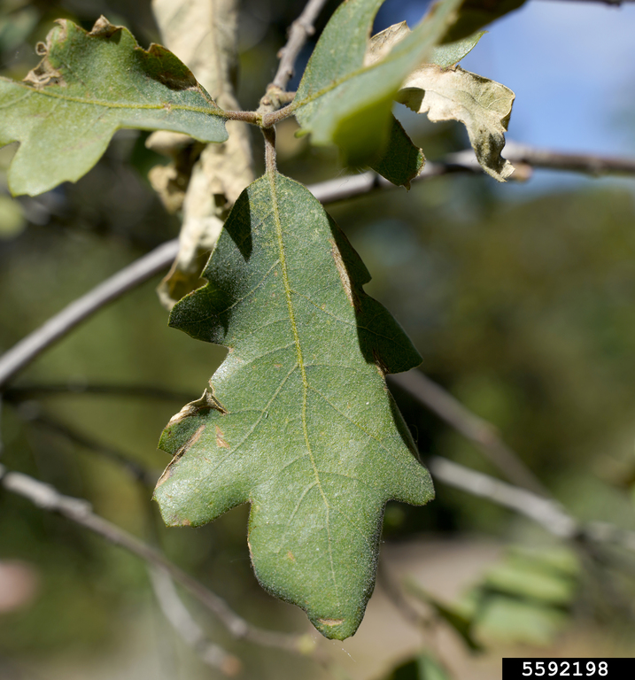 California black oak (Quercus kelloggii)