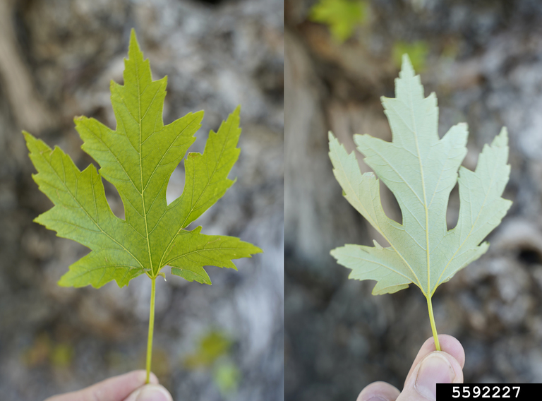 silver maple (Acer saccharinum)