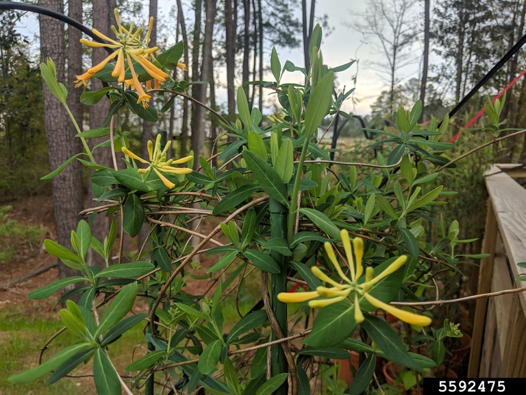 trumpet honeysuckle (Lonicera sempervirens)