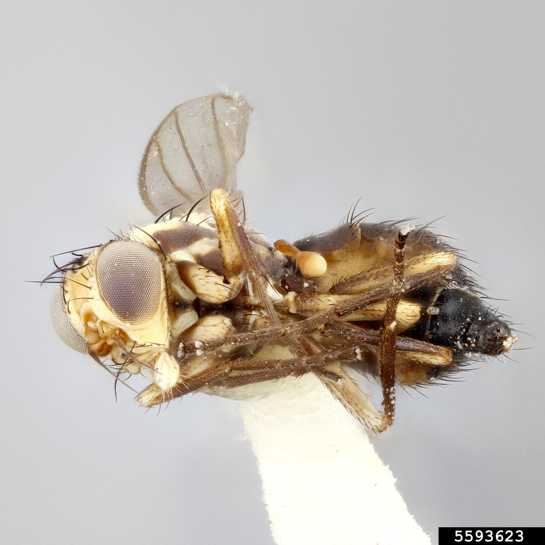 Leaf miner fly (Liriomyza langei Frick)