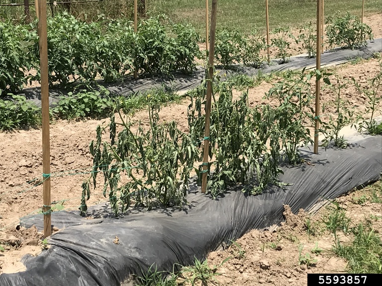 Southern bacterial wilt (Ralstonia solanacearum (except Race 3 Biovar 2))