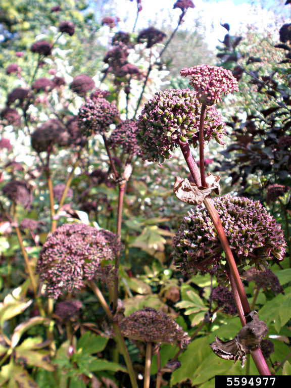 giant Angelica (Angelica gigas)