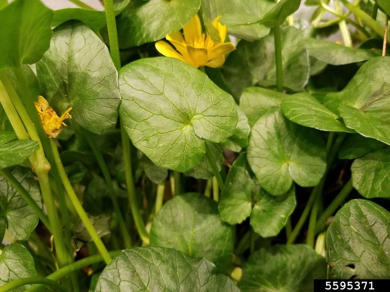 How To Get Rid Of Invasive Lesser Celandine (Fig Buttercup)