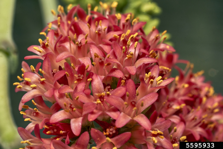 Red Crassula Crassula Perfoliata Var Minor Rosales Crassulaceae 5595933