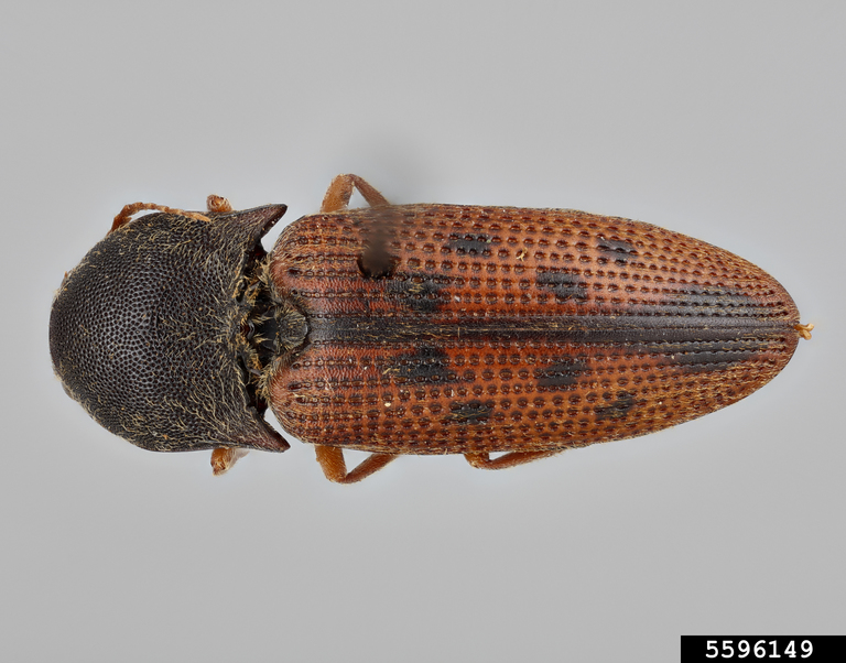 click beetle (Conoderus scalaris (Germar))