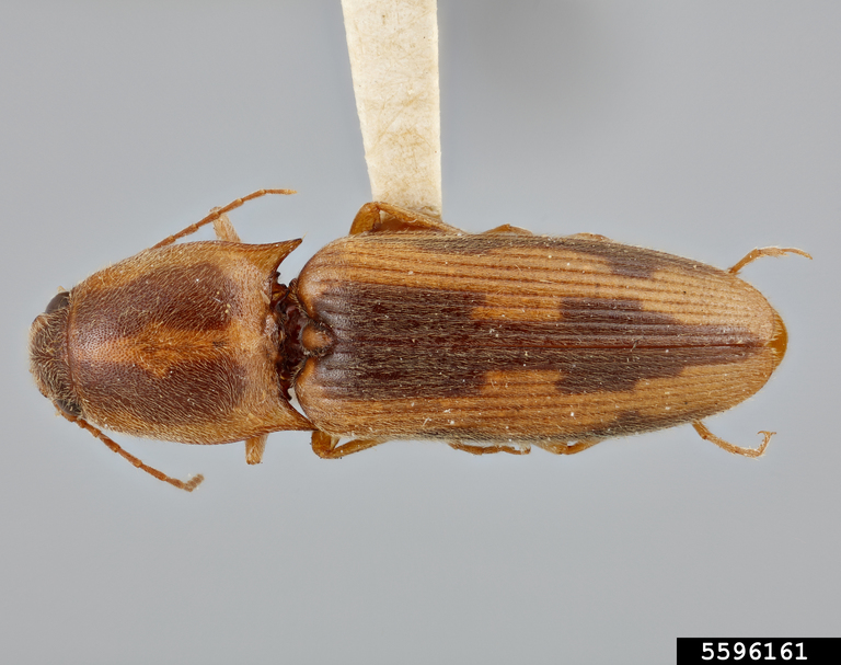 tobacco wireworm (Conoderus vespertinus)