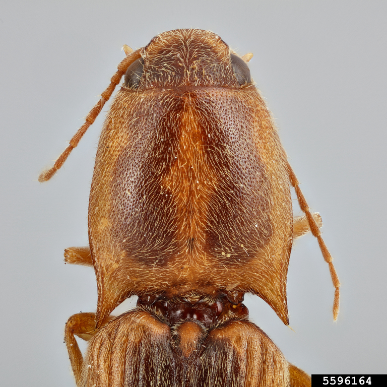 tobacco wireworm (Conoderus vespertinus (Fabricius, 1801))