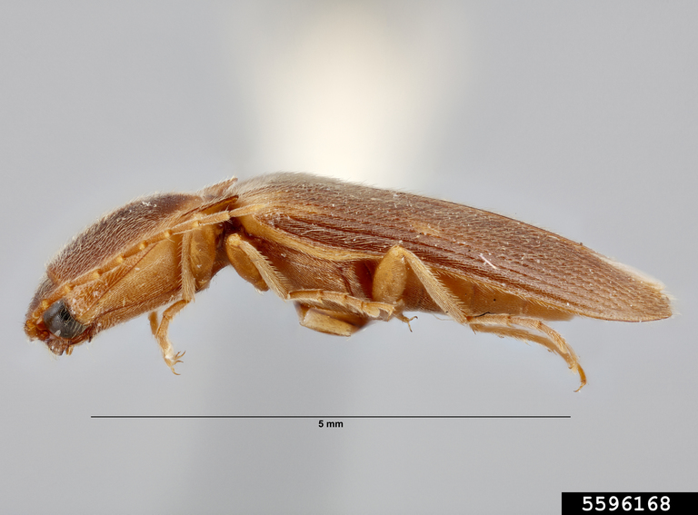 tobacco wireworm (Conoderus vespertinus)