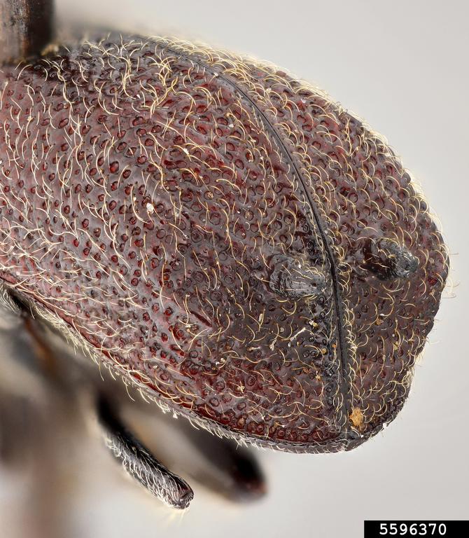 false powder post beetle (Sinoxylon japonicum)