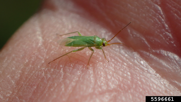 honeylocust plant bug (Blepharidopterus chlorionis (Say, 1832))
