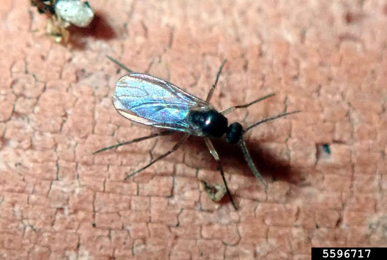 darkwinged fungus gnats (Genus Bradysia)