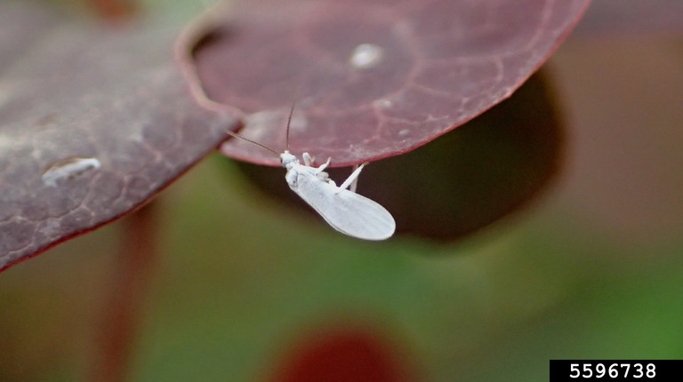 Dusty Insect dusty-wings (Family Coniopterygidae)