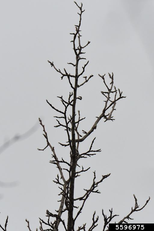 cucumbertree (Magnolia acuminata)
