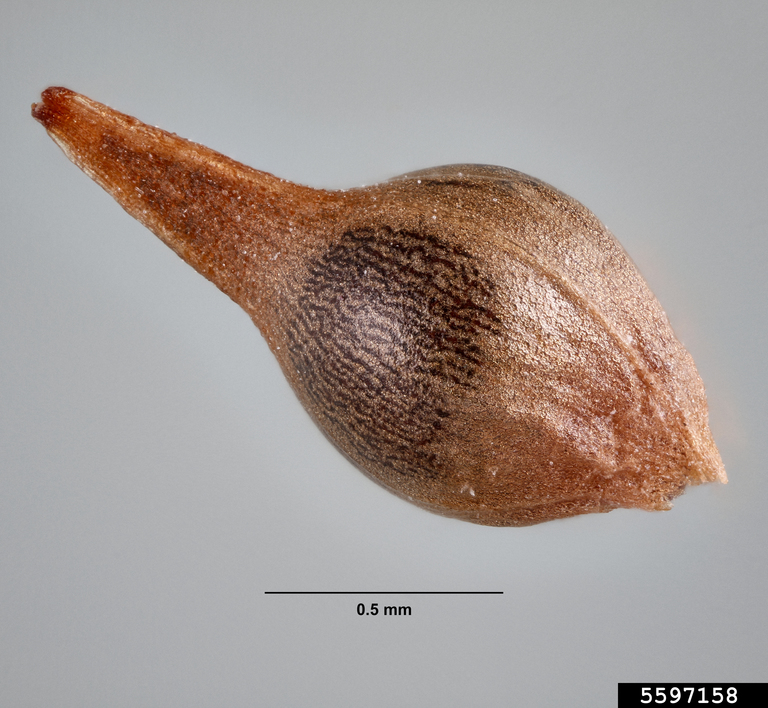 annual buckwheat, Eriogonum annuum (Polygonales Polygonaceae) 5597158