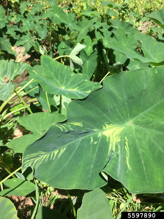 Dasheen Mosaic Virus (Potyvirus Dasheen Mosaic Virus (DsMV))