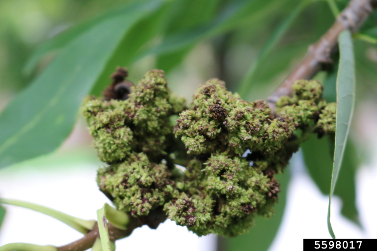 ash flower gall mite (Eriophyes fraxiniflora)