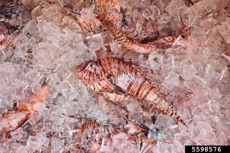 lionfish (Pterois volitans (Linnaeus, 1758))
