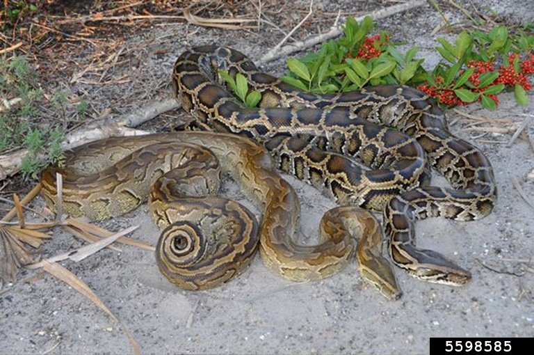 northern African python (Python sebae (Gmelin, 1788))