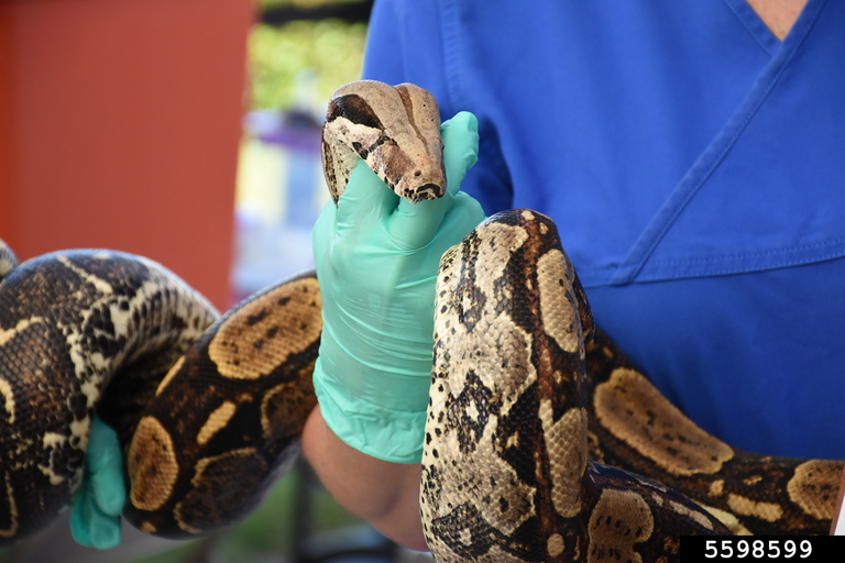 common boa (Boa constrictor)