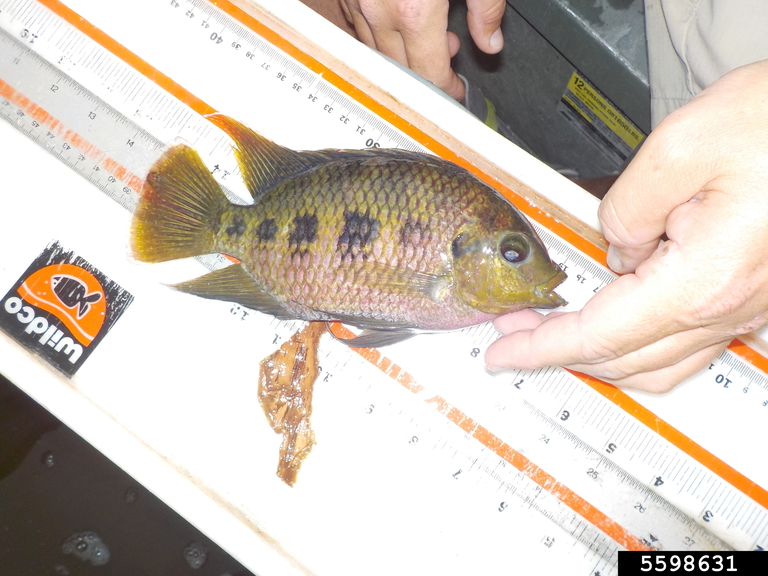 spotted tilapia (Tilapia mariae)