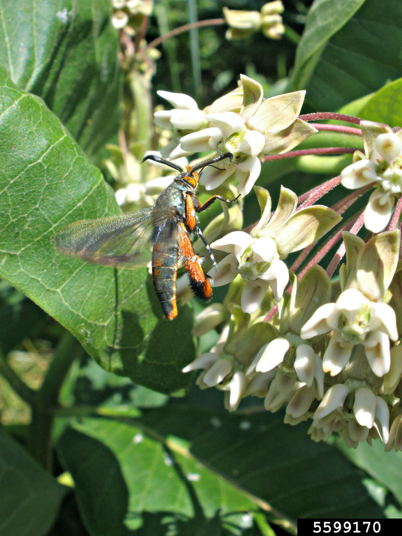 squash vine borer (Melittia cucurbitae)