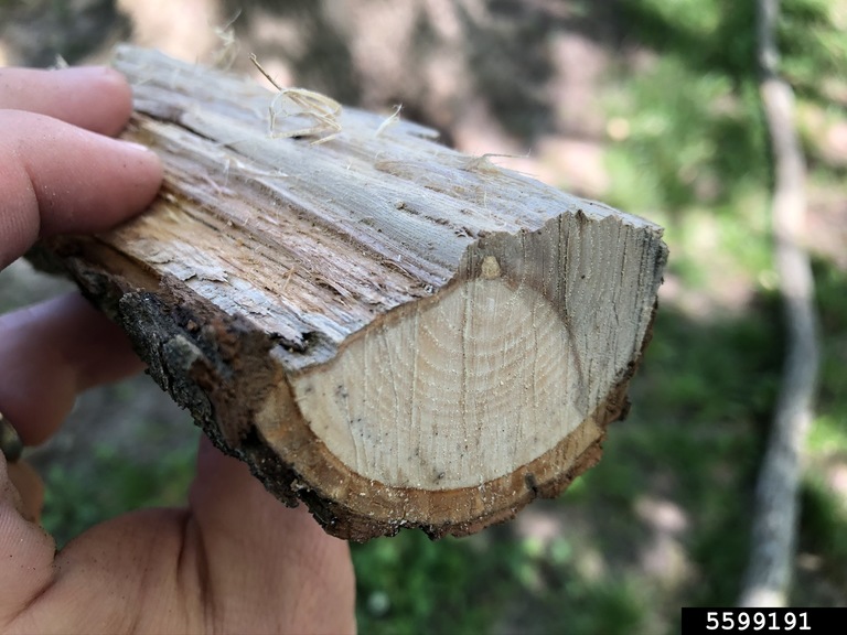 Compartmentalization Of Decay In Trees (CODIT)