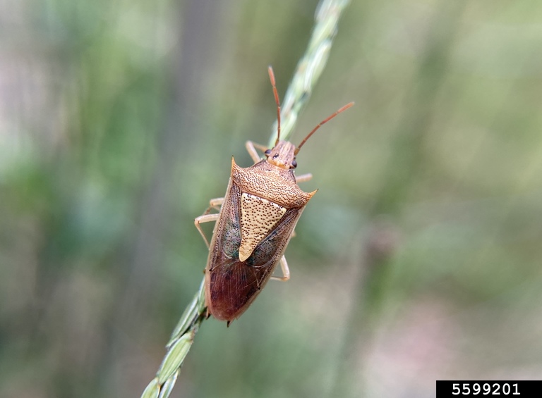 rice stink bug (Oebalus pugnax (Fabricius))