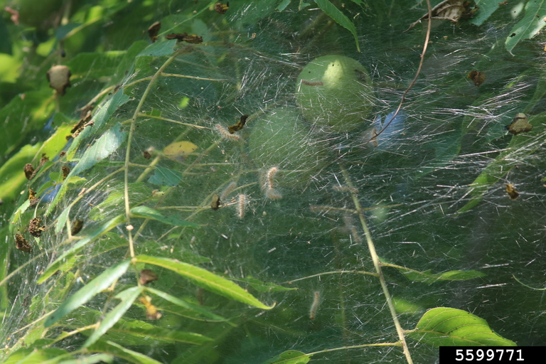 fall webworm (Hyphantria cunea (Drury, 1773))