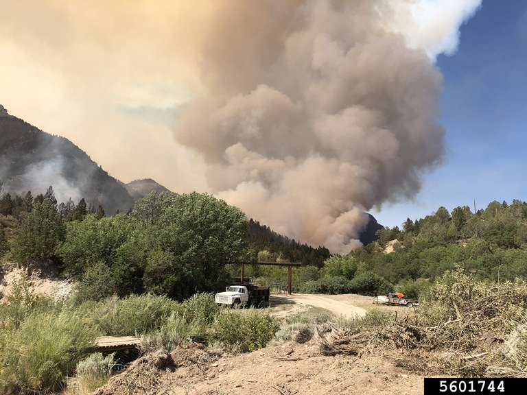 fire on pinyonjuniper 5601744