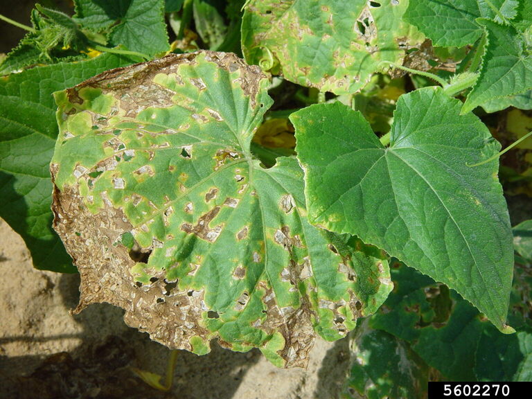 angular leaf spot of cucumber (Pseudomonas syringae pv. lachrymans)