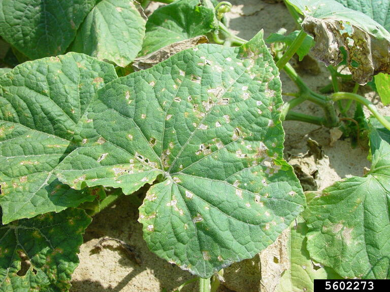 angular leaf spot of cucumber (Pseudomonas syringae pv. lachrymans ...