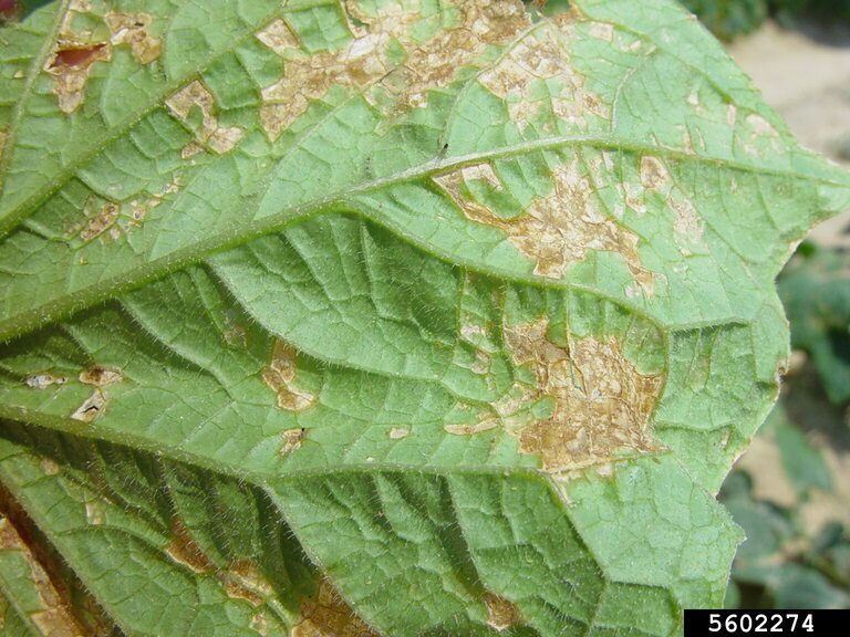 angular leaf spot of cucumber (Pseudomonas syringae pv. lachrymans ...