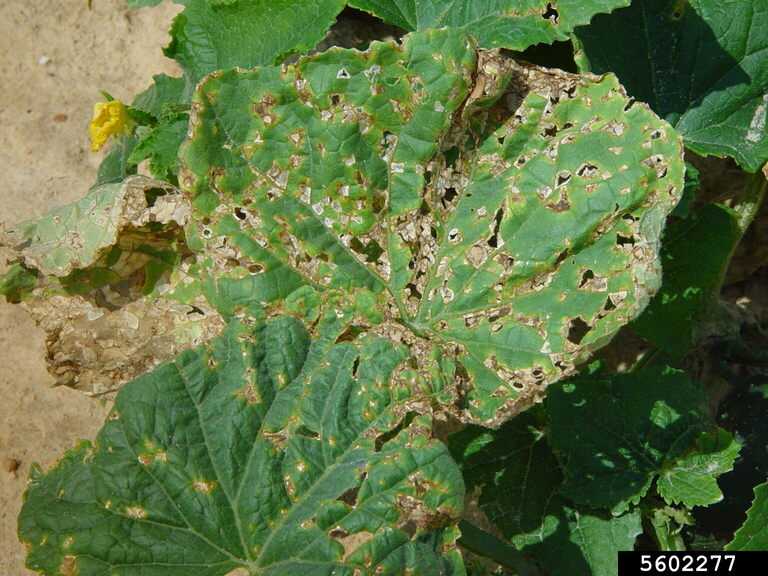 angular leaf spot of cucumber (Pseudomonas syringae pv. lachrymans)