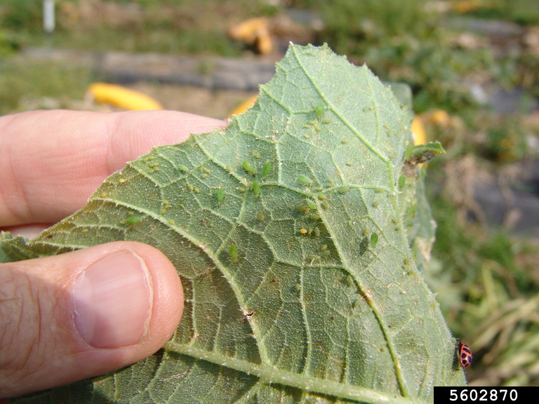 aphids-family-aphididae