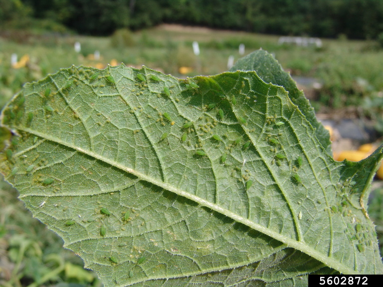 aphids-family-aphididae