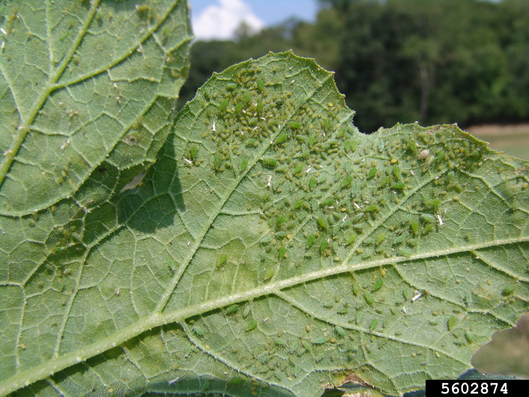 Aphids Family Aphididae 