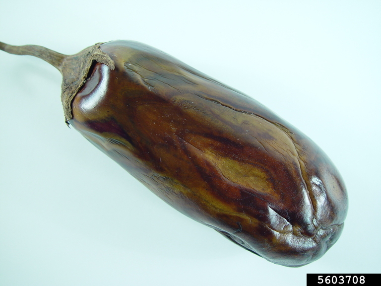 fruit rot (Phomopsis vexans)