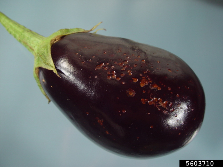 fruit rot (Phomopsis vexans)